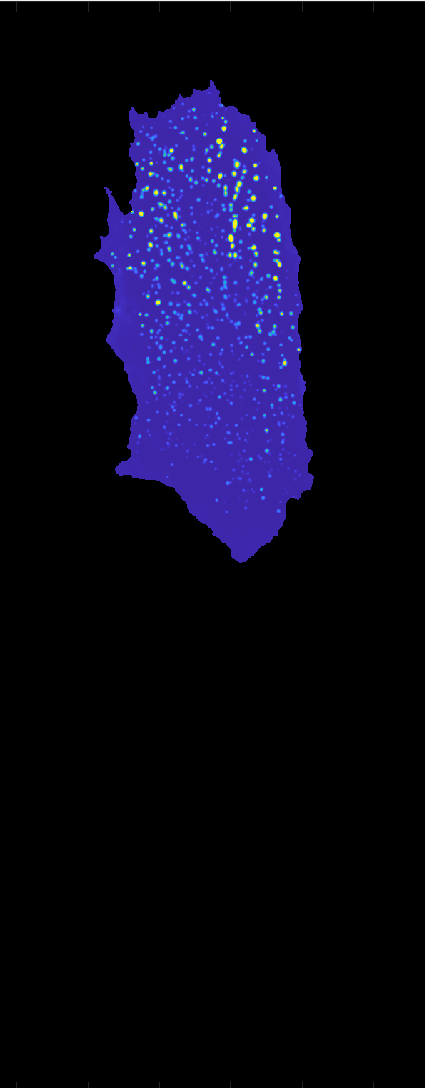 Cell polarity dynamics visualization 1