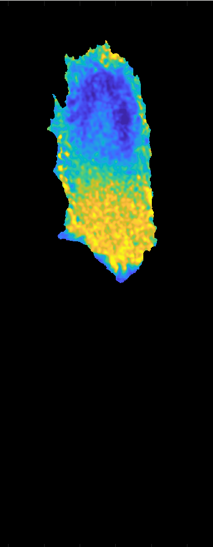 Cell polarity dynamics visualization 2